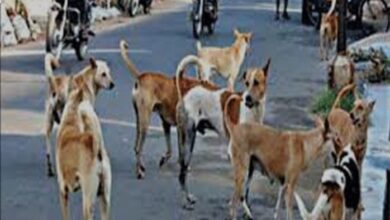 Photo of पंढरपुरातील ६५ एकरात मोकाट कुत्र्यांचा वावर,  नागरिक हैराण
